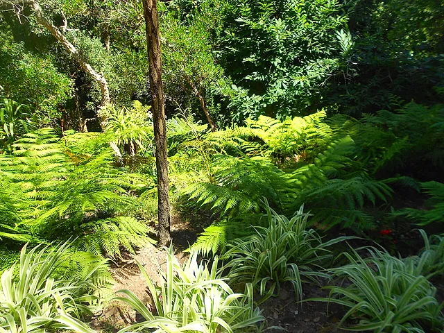 Boomvarens en exotische planten in de Varenvallei van het park van Monserrate