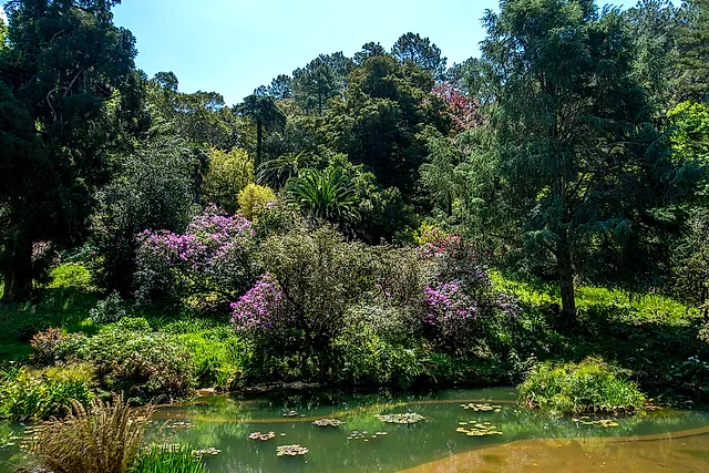 Een vijver omzoomd door bloeiende struiken en weelderige bomen in het park van Monserrate